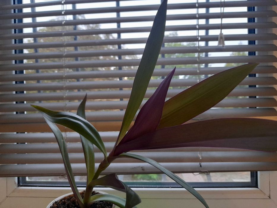 Комнатное растение