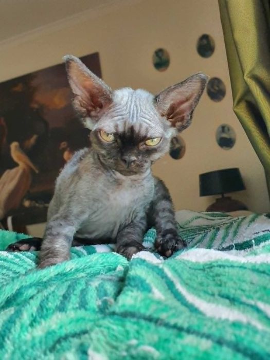 Kot Devon Rex Kociak Devon Devonek Rex Kociak
