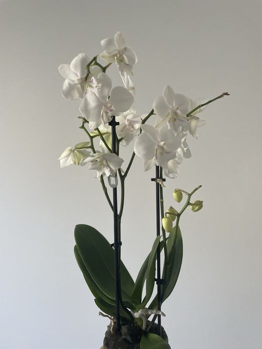 Storczyk phalaenopsis manta similan phalaenopsis