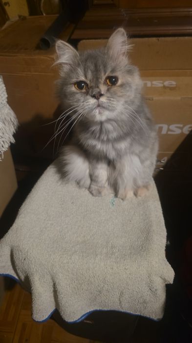 Gatos persas para dar a pessoas responsáveis