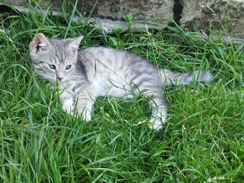 Віддам кошенят в добрі руки