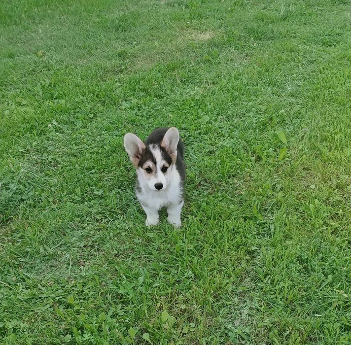 Welsh Corgi Pembroke piesek tricolor długi ogonek hodowla KAMA