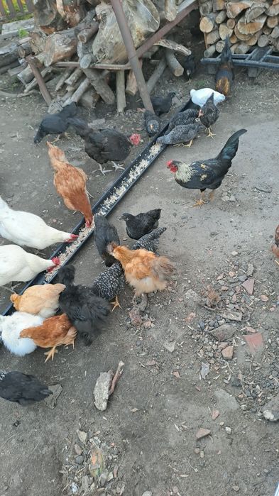 Kurki nioski i ozdobne