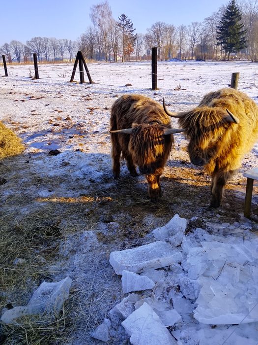 Bydło szkockie Highland Cattle