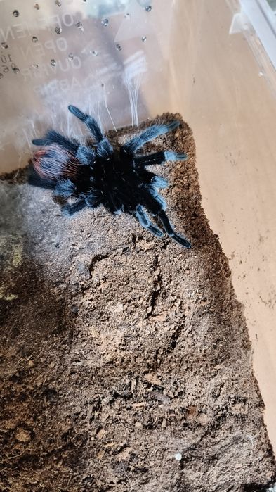 tliltocatl vagans samiec adult
