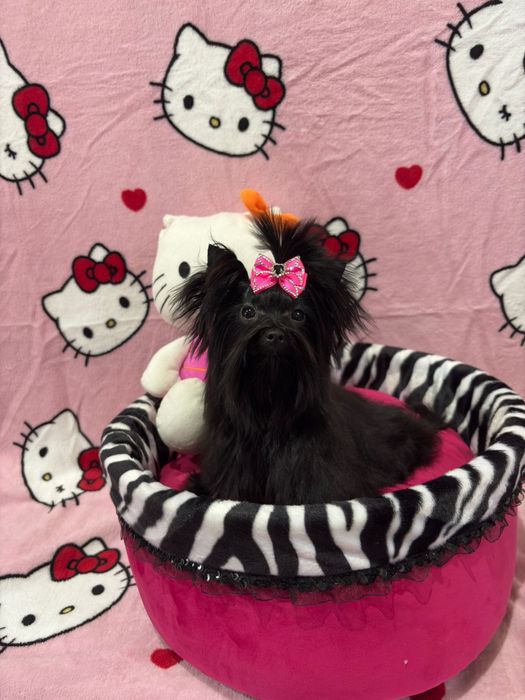 York black tan suczka 1.3kg