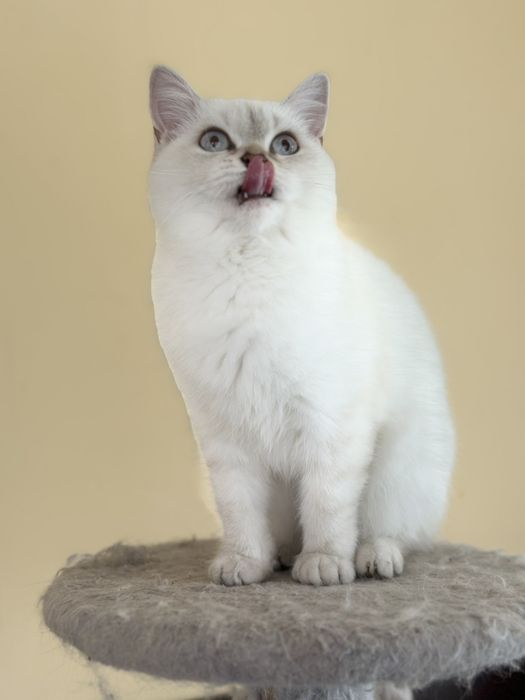 Британський котик