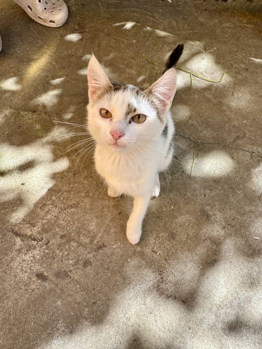 Кошенята шукають родину