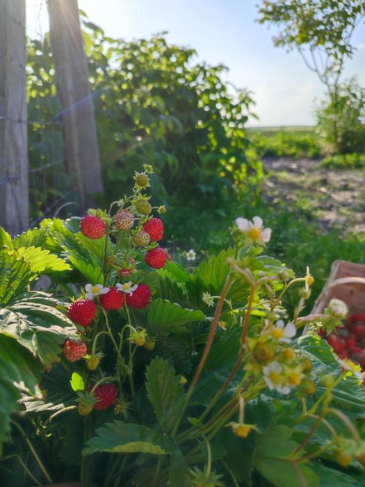 Sadzonki poziomek, truskawek