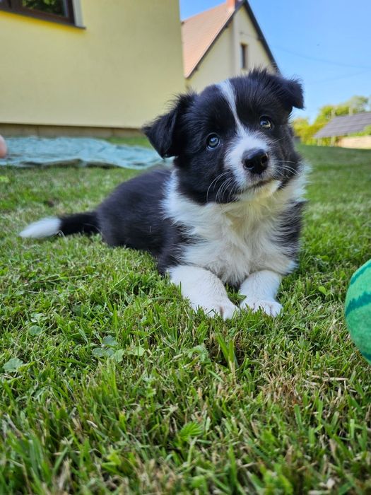 Border collie piesek
