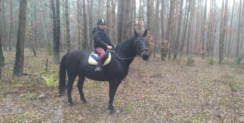 Klacz śląska 15l licencja