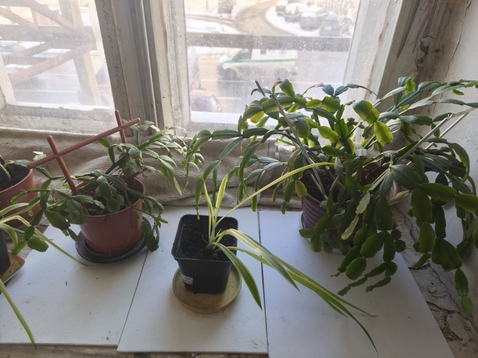 Комнатные растения, ,цена договорная