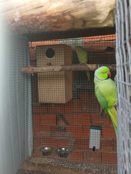 femea ring nek  para venda ou troca ave boa de saude