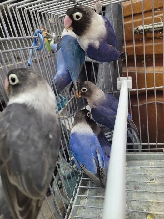 Personatas malvas,  violetas , azuis e ficheres