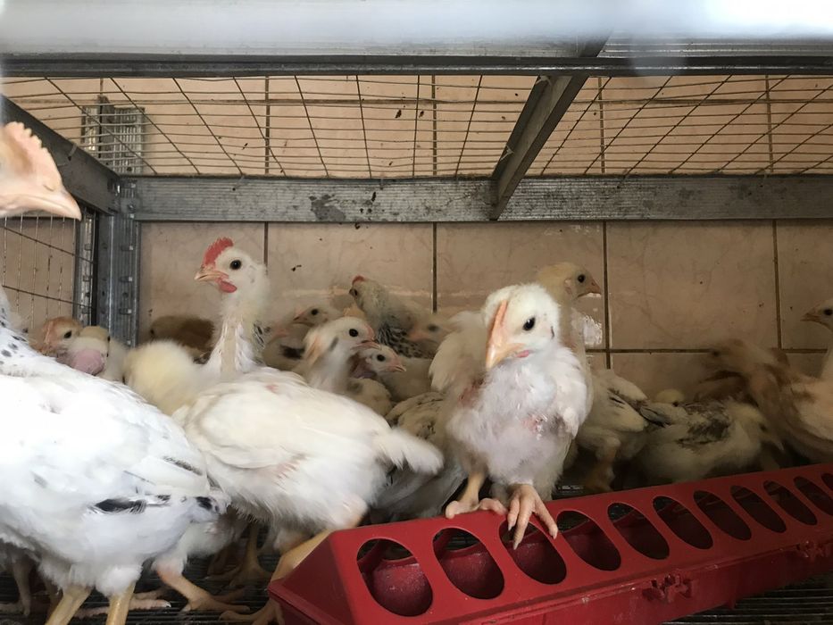 Кури, циплята несучки