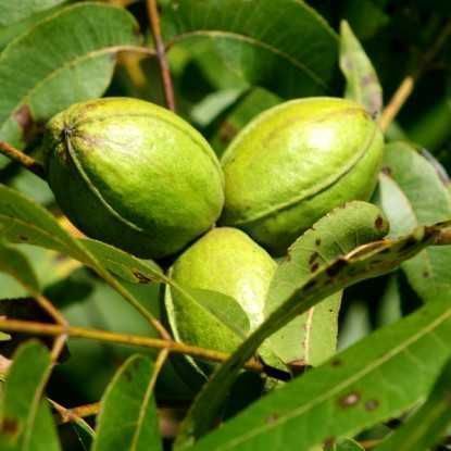 Саджанці горіха пекан (різних сортів)/Саженцы ореха пекан