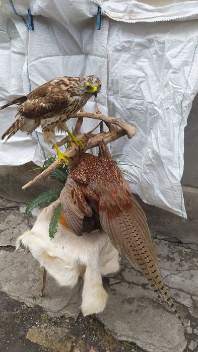 Чучело ястреба тетеревятника композиция