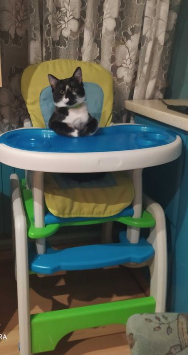 Zaginol kot czarno-biały