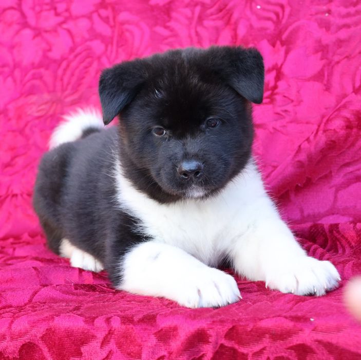 Цуценята американської акіти