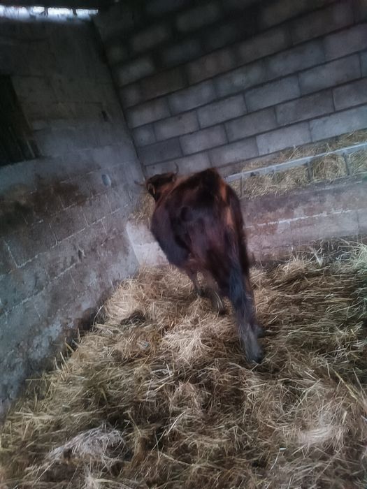 Vitelo e vitela marones puros