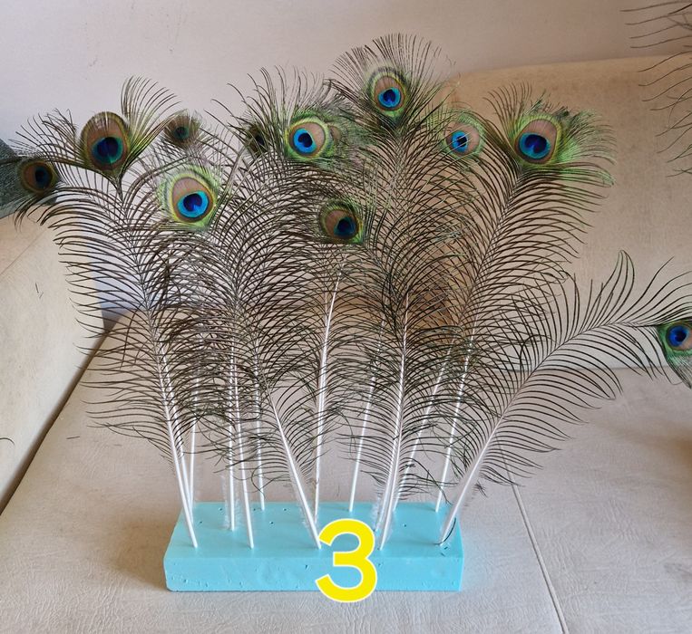 Penas de pavão azul