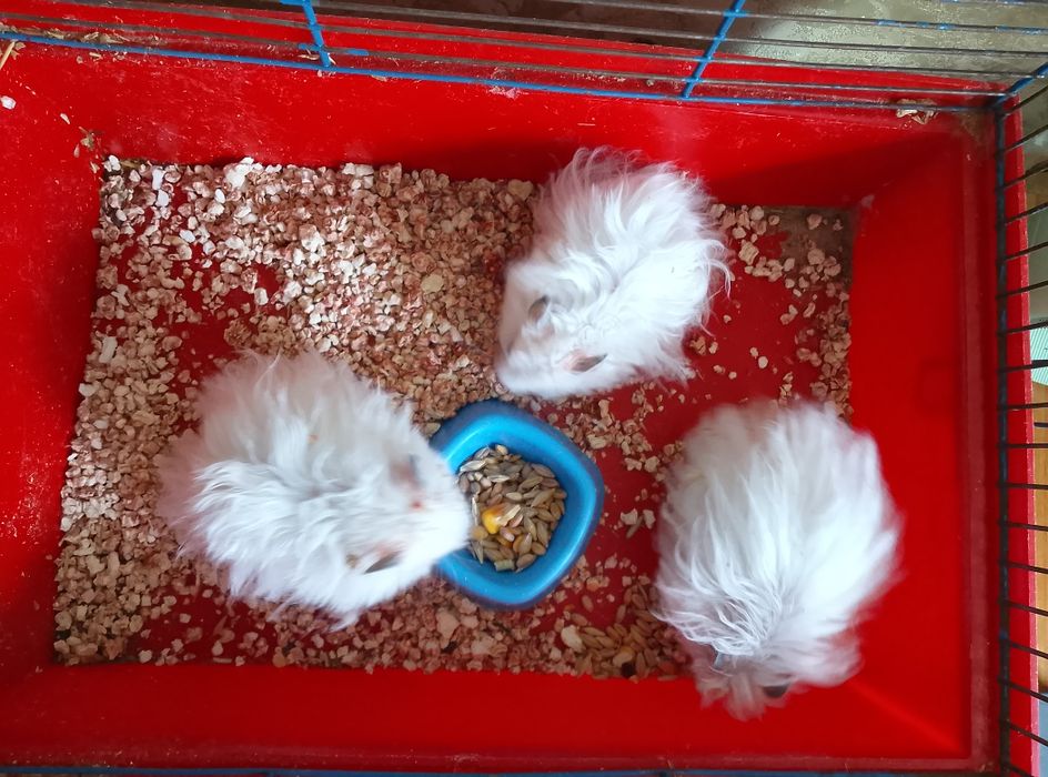 Королевский хомяк