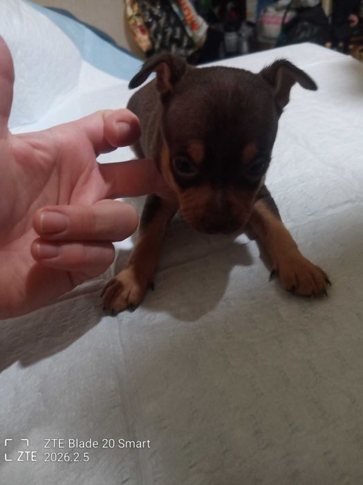 Продам цуценят той терьер 1 місяць