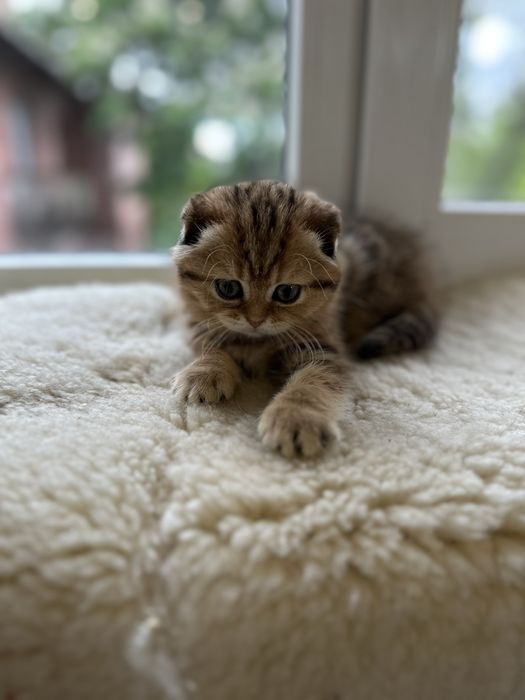 Шотландская кошка