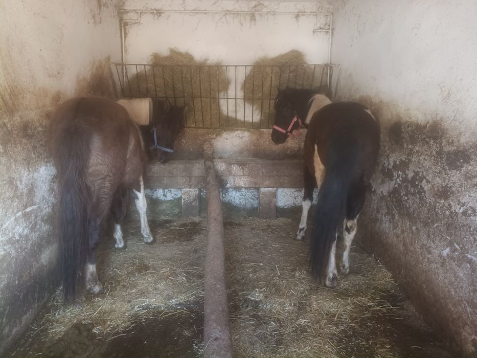 Koń hucuł klacz wałach