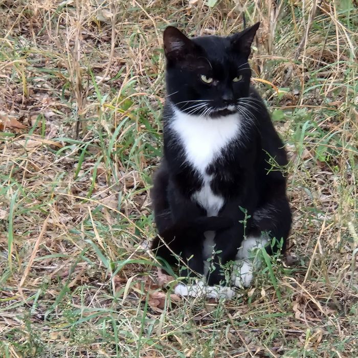 Marzną w pustostanie, kocięta z lasu