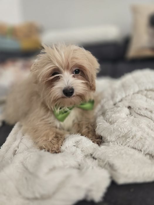Maltipoo f1 piesek