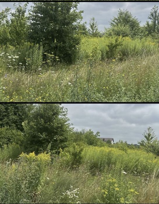Фото ділянки