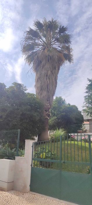 Limpeza de terrenos e corte de arvores