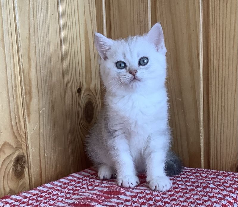 Прямовухий шиншильний хлопчик котик