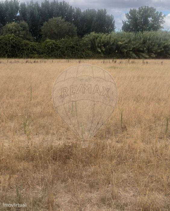 Terreno  para venda — São João Da Ribeira E Ribeira De São João, Santarém