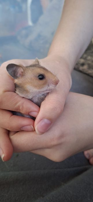 Chomik syryjski samiczki