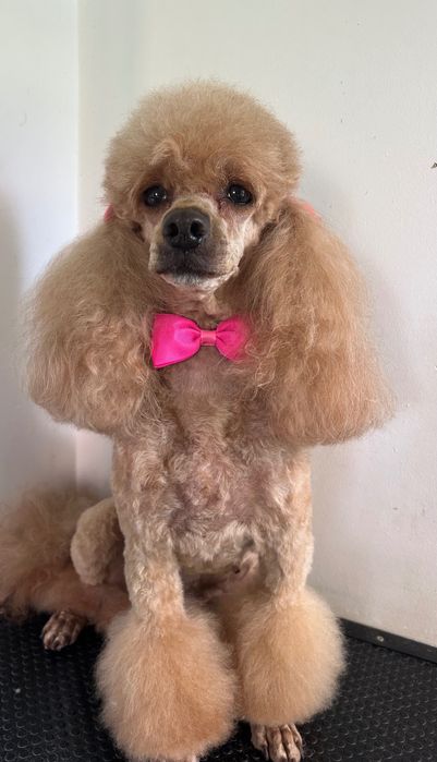 Pudel miniaturowy/toy