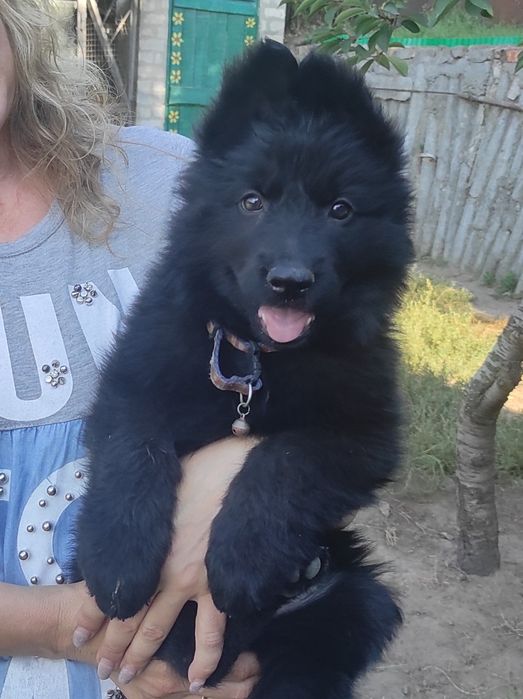 Щенки (цуценята) длинношерстные немецкой овчарки черной.Чистокровные.