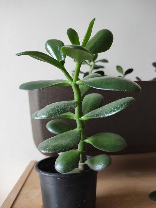 Kwiatek Grubosz - drzewko szczęścia