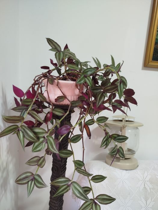 Planta Pendente Tradescantia Zebrina + Vaso de Porcelana Rosa NOVO