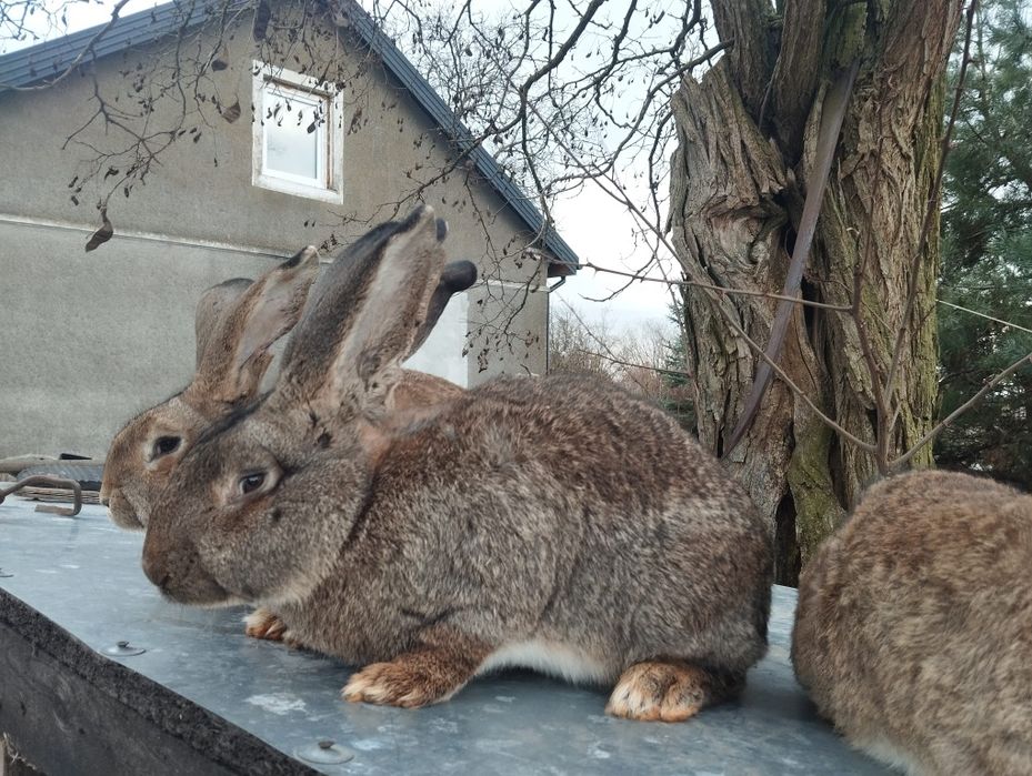 Piękne Króle Belgi