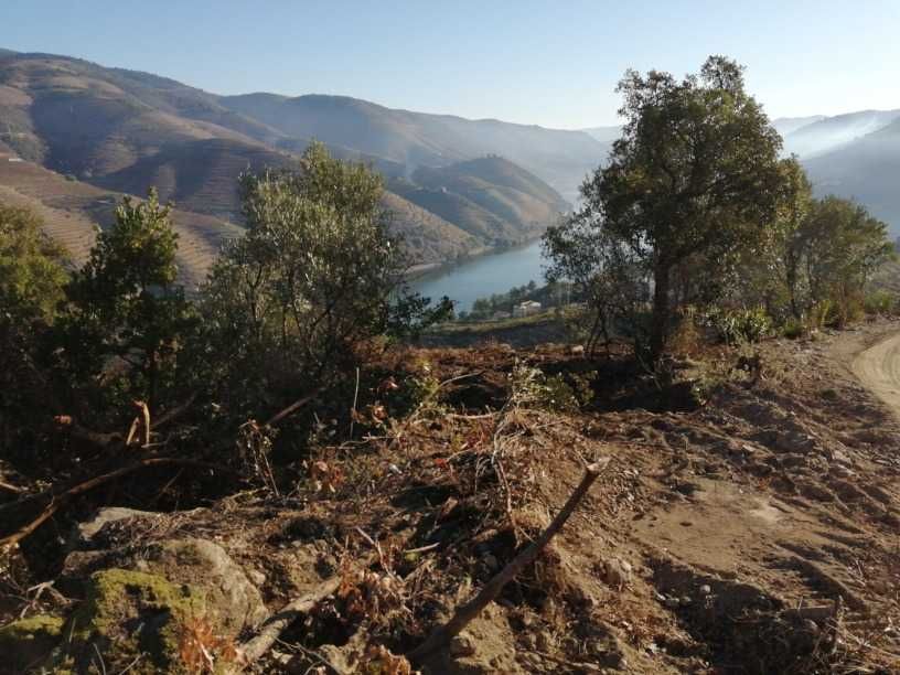 Quinta do Grilo - Alto Douro