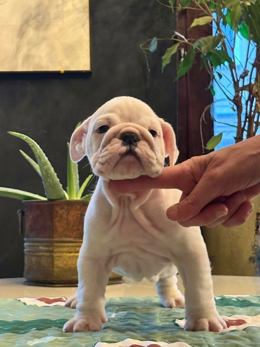 Buldog Angielski - piesek