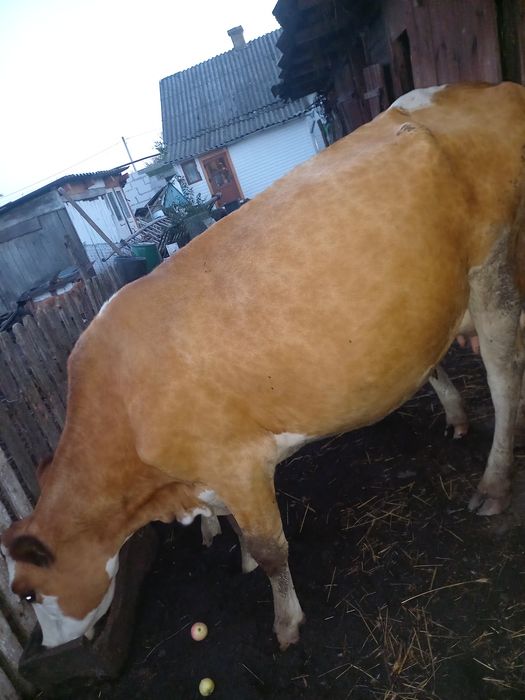 Продам корову не мало велика 7 років є торг