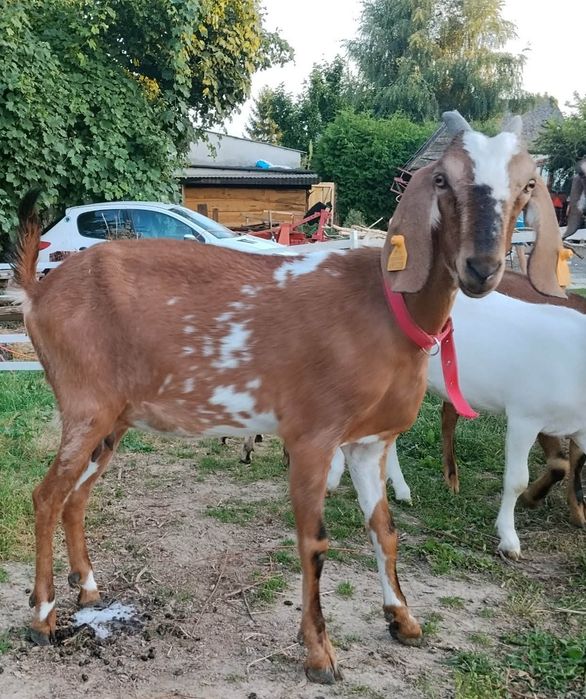 Koza anglonubijska
