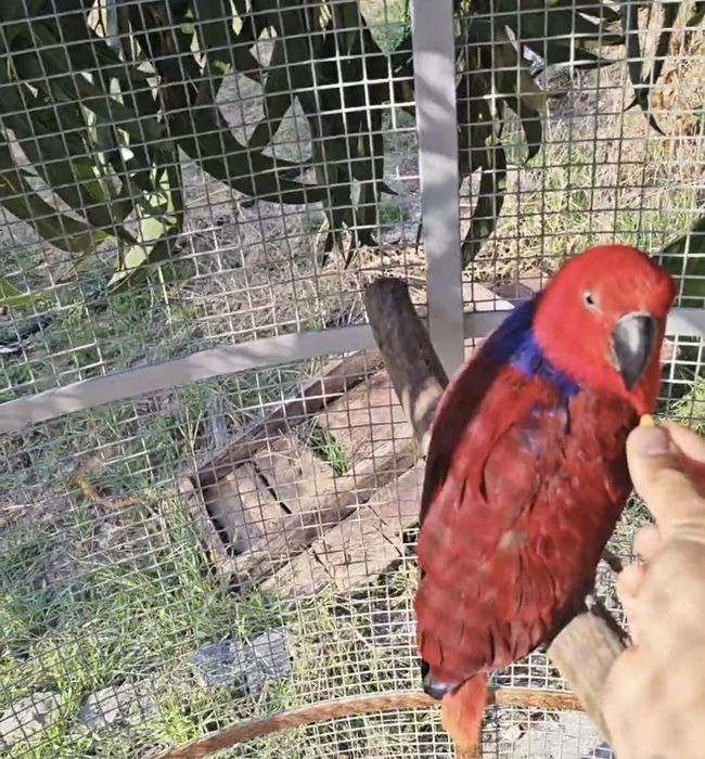 2 casais de papagaios ecletus. Troco por  arara criada a mão no mesmo valor