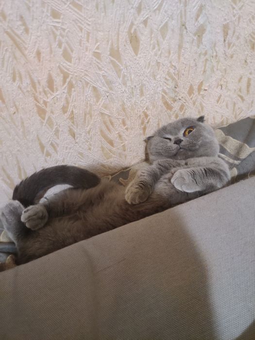 Сіре кошеня, кішка, кошка висловуха