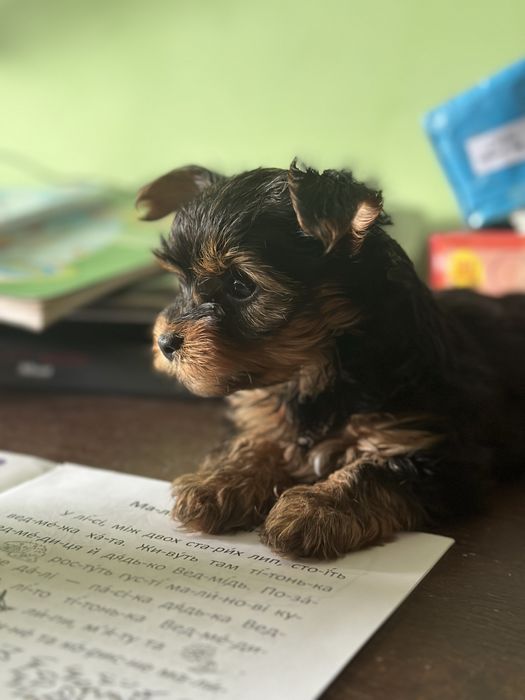 Цуценята йоркширський терʼєр,йорчики, йорки,міні, бебі фейс