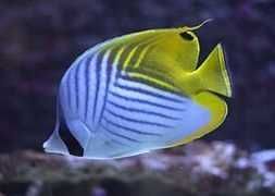 Akwarium morskie - Chaetodon auriga