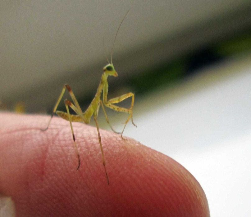 Богомол закавкаский древесный Hierodula transcaucasica